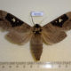 60546p Sphingidae Lophostethus dumolinii Uganda $80