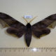 60547p Sphingidae Polyptychus guessfeldtii Uganda $30