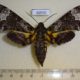 60550p Sphingidae Coelonia fulvinotata f Uganda $8