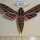 60556p Sphingidae Hippotion osiris Uganda $20