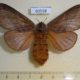 60558p Lasiocampidae Pachytrina sp. papyroides f Uganda $20
