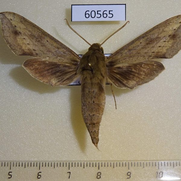 Sphingidae Hippotion irregularis Uganda