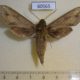 60565p Sphingidae Hippotion irregularis Uganda $20