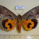 60571p Noctuidae Eudocima lequeuxi f Uganda $30
