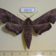 60576p Sphingidae Polyptychus erosus Uganda $40