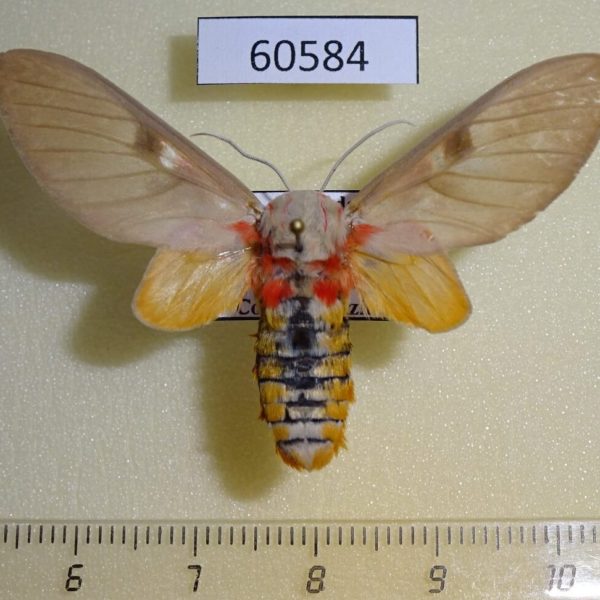 Arctiidae Balacra herona Uganda