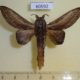60592p Lasiocampidae Grellada imitans Uganda $10