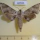 60593p Sphingidae Polyptychus retusus Uganda $25