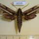 60595p Sphingidae Centroctena rutherfordi Uganda $20