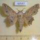 60597p Lasiocampidae Mimopacha cinerascens Uganda $10