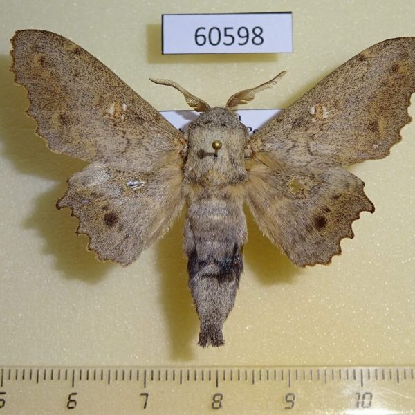 Lasiocampidae Mimopacha cinerascens Uganda