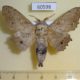 60598p Lasiocampidae Mimopacha cinerascens Uganda $15