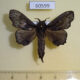 60599p Lasiocampidae Odontogama nigricans Uganda $12