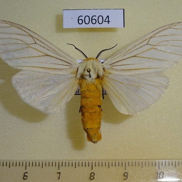 Arctiidae Ustjuzhania lineata Uganda