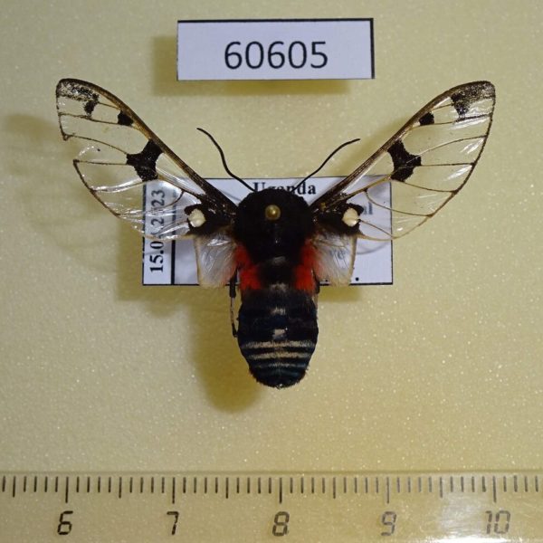 Arctiidae Balacra diaphana Uganda