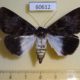 60612p Noctuidae Callophisma flavicornis f Uganda $5