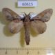 60615p Lasiocampidae Stoermeriana eccrita Uganda $8