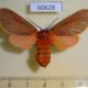 60628p Arctiidae Metarctia lateritia f Uganda $15