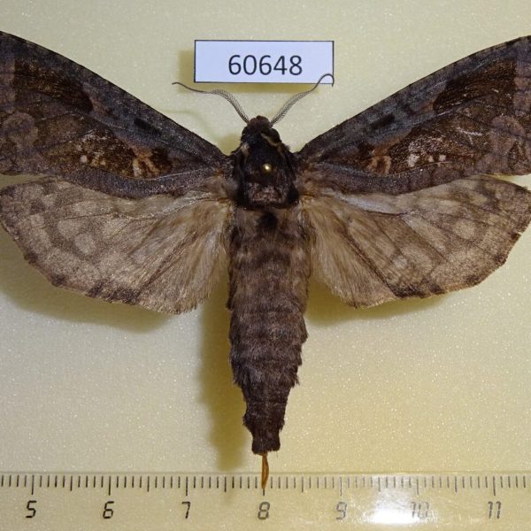 Cossidae Oreocossus kilimanjarensis f Uganda