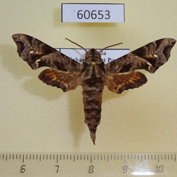 Sphingidae Temnora scitula Uganda