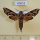 60653p Sphingidae Temnora scitula Uganda $20