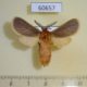 60657p Arctiidae Metarctia sarcosoma Uganda $18