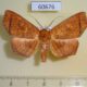 60676p Noctuidae Episparis sp. Uganda $25