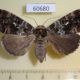 60680p Noctuidae Tolna variegata f Uganda $12