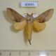 60685p Lasiocampidae Pallastica meloui Uganda $10