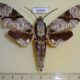 60687p Sphingidae Megacorma obliqua Vietnam $15