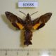 60688p Sphingidae Macroglossum fritzei Vietnam $35