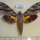 60689p Sphingidae Panogena jasmini Madagascar $25