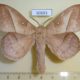 60693p Lasiocampidae Philotherma jacchus Uganda $15