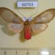 60703p Arctiidae Amerila makadara Uganda $10