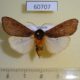 60707p Arctiidae Teracotona clara Uganda $15