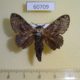 60709p Lasiocampidae Epicnapteroides lobata Uganda $10