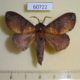 60722p Lasiocampidae Mallocampa audea Uganda $12