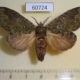60724p Notodontiidae sp. Uganda $7
