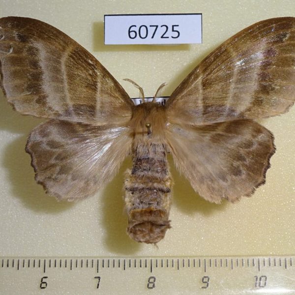 Lasiocampidae Leipoxais marginepunctata f Uganda