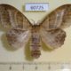 60725p Lasiocampidae Leipoxais marginepunctata f Uganda $30