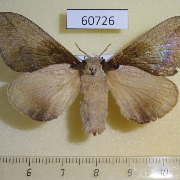 Lasiocampidae Stoermeriana singulare f Uganda