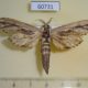 60731p Cossidae Strigocossus ochricosta Uganda $20