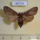 60734p Notodontiidae sp. f Uganda $5