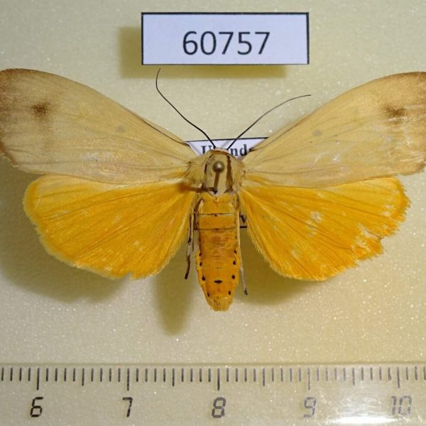 Noctuidae Digama aganais f Uganda