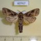 60767p Cossidae Oreocossus kilimanjarensis Uganda $12
