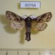 60768p Cossidae Oreocossus kilimanjarensis Uganda $8