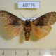 60775p Arctiidae Teracotona wittei Uganda $10