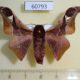 60793p Saturniidae Holocerina angulata Uganda $20