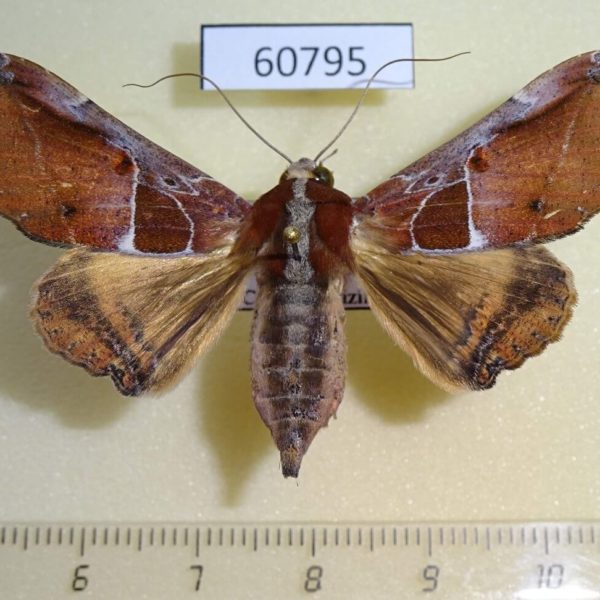Noctuidae Ogovia pudens Uganda