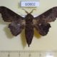 60802p Lasiocampidae Mimopacha similis Uganda $13